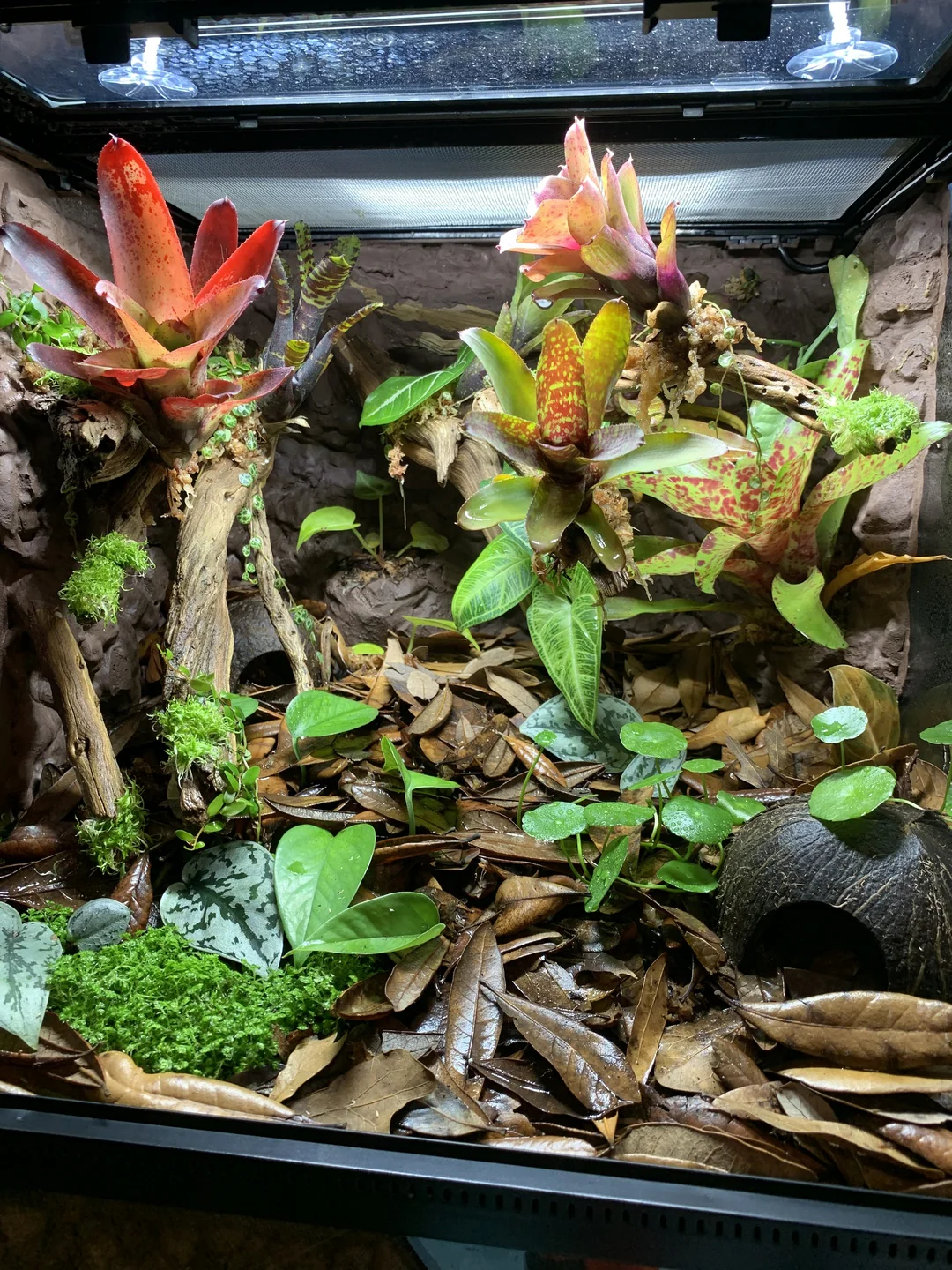 Jungle Dawn LED Bar (22.5", 34 Watt) - Image 3